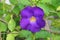 Close up flower purple Thunbergia erecta Benth. Anderson