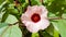 Close-up flower roselle hibiscus sabdariffa