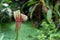 Close-up of a flower of Sarracenia Latin Sarracenia - a carnivorous insectivorous plant against a background of green plants.