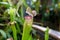 Close-up of a flower of Sarracenia Latin Sarracenia - a carnivorous insectivorous plant on a blurred background