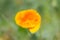 Close-up of a flower scientific name Eschscholzia Californica on a meadow.