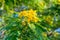 Close-up of flower of Scrambled Egg Tree - Senna surattensis (Burm.f.) under sunlight.