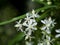 Close up flower of Shatavari plant