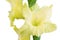 Close-up of flower on a stem of beautiful gladioli on a white background