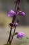 Close-up of a flower stem of a pink rock orchid