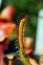 Close-up of the flower of Trumpet pitchers