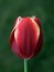 A close up of a flower Tulipa gesneriana