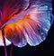 A close up of a flower with water droplets, AI