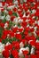 Close up of flowerbed of blooming red and white tulips