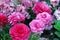 Close Up of a Flowerbed Filled with Pink Ranunculus and Pink Snapdragon Flowers