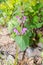 Close up on flowered Lamium purpureum