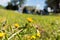 Close Up of Flowered Meadow on Blur Family Pic-Nic Background in