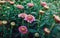 Close up of flowered pink chrysanthemums with buds. Blooming autumn flowers nature background. Soft vertical shot with blossoming