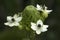 Close-up of flowerhead of giant chincherinchee with many small flowers