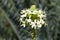 Close-up of flowerhead of Ornithogalum saundersiae or Giant chincherinchee with many small flowers