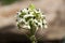 Close-up of flowerhead of Ornithogalum saundersiae or Giant chincherinchee with many small flowers