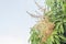 Close up of a flowering agriculture mango grove.