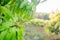 Close up of a flowering agriculture mango grove.