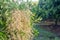 Close up of a flowering agriculture mango grove.