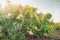 Close up of a flowering agriculture mango grove.