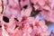 Close up of flowering almond trees. Beautiful almond blossom, at springtime background in Valencia, Spain, Europe. Colorful and