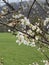 Close up of flowering apricot branches in springtime. Portrait of tree branches with sprouts on blurry background.