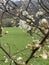 Close up of flowering apricot branches in springtime. Portrait of tree branches with sprouts on blurry background.