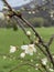 Close up of flowering apricot branches in springtime. Portrait of tree branches with sprouts on blurry background.