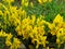 Close-up of flowering Birdâ€™s foot trefoil Lotus corniculatus flowerbed.