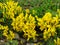 Close-up of flowering Birdâ€™s foot trefoil Lotus corniculatus flowerbed.