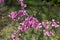 Close up of flowering branch of Cercis canadensis