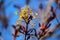 Close Up of a Flowering Branch of a Crimson King Maple Tree with Yellow Flowers