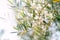 Close-up of the flowering branches of the olive tree.