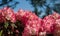 Close-up flowering bush Rhododendron Yakushimanum `Fantastica`. Big pink blooming azalea in Public landscape city park