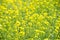 Close up Flowering Cabbage or Flowering White Cabbage