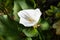Close up of Flowering Calla lily Zantedeschia aethiopica, California