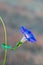 Close-up on a flowering climbing plant Ipomoea purpurea. summer time. garden decorations.