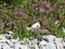 Close-up of flowering common thyme or Thymus vulgaris flowerbed.