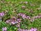 Close-up of flowering common thyme or Thymus vulgaris flowerbed.