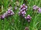 Close-up of flowering common thyme or Thymus vulgaris flowerbed.