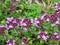 Close-up of flowering common thyme or Thymus vulgaris flowerbed against green grass background.