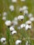 Close-up of flowering cotton grass Eriophorum in a moorland landscape in Mecklenburg-Western Pomerania Germany