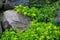 Close-up of flowering creeping sedum on lichen-covered rocks.