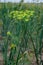 Close-up of a flowering dill plant with a bright yellow umbel inflorescence.