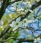 Close-up of Flowering Dogwood Tree