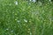 Close up of flowering flax plants