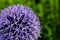 Close-up of a flowering globe thistle, Echinops
