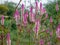 Close-up of flowering grass stalks