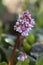close up of a flowering heart-leaved bergenia