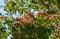 Close-up of flowering Heptacodium miconioides or Seven son flower trees in rest zone near the Bougainvillea fountain